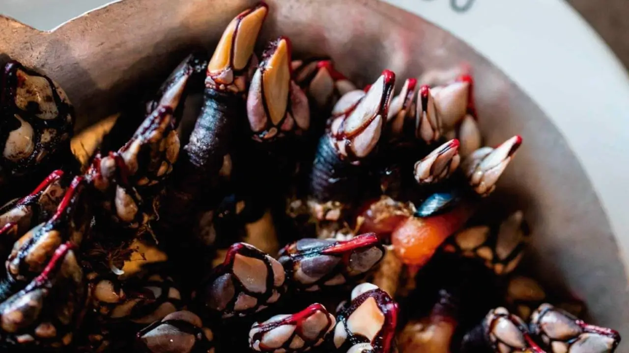 Percebes - Costa Vicentina